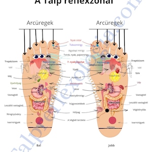 Reflexzonák magyarul HU
