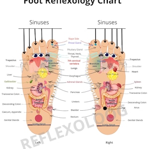 May include: A foot reflexology chart with labeled diagrams of the feet, showing the reflex points for various body parts and organs. The chart includes text such as "Sinuses", "Thyroid", and "Solar Plexus".