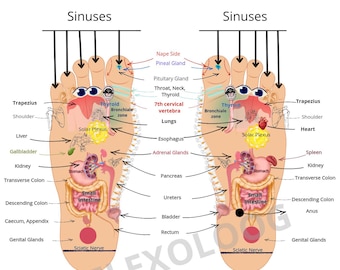 Reflexology Chart EN