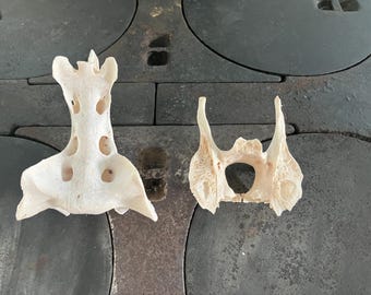 Misc Bones / Spine  - 2