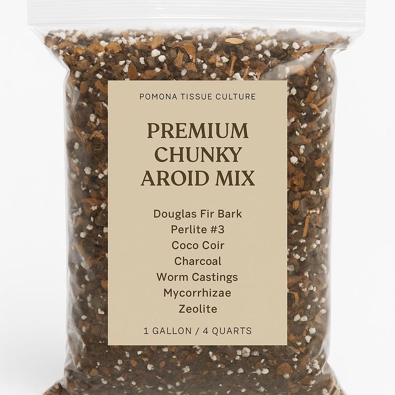 Aroid Mix - Etsy