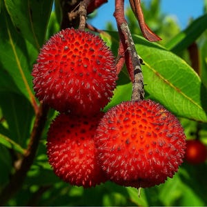 10 Strawberry Tree Seeds – Arbutus Unedo Rare Garden Fruit Plant (Irish Killarney)