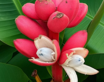 10 Pink Dwarf Banana Tree Seeds – Rare Musa Velutina Fast-Growing Hardy Plant