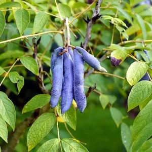 5 Blue Sausage Fruit Tree Seeds – Decaisnea fargesii – Edible & Ornamental Shrub – Hardy Cold Climate Plant – Rare Exotic Blue Bean Pod