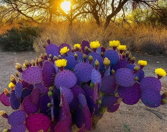 10 Purple Cactus Seeds - Opuntia Santa Rita - Rare Prickly Pear Fruit - Fast Growing & Hardy to Zone 7 - Drought Tolerant Desert Plant