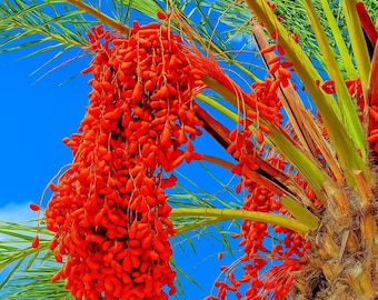 10 Date Palm Tree Seeds - Phoenix dactylifera - Edible Sweet Fruit Palm - Hardy to Zone 8 - Exotic Tropical Fruit Tree for Home Garden