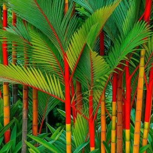 10 Red Sealing Wax Palm Tree Seeds - Cyrtostachys renda - Lipstick Palm - Exotic Tropical House Plant - Rare Indoor Ornamental Palm