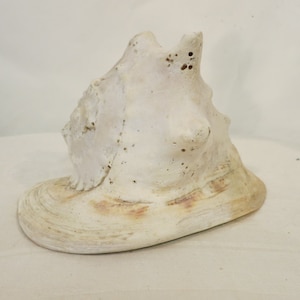 Large Conch Shell Real Shell