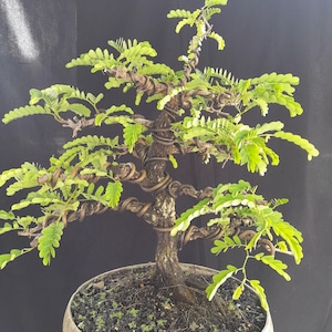 May include: A bonsai tree with a textured brown trunk and branches wrapped in dark metal training wire. The tree features small, bright green pinnate leaves and is planted in a round, light-coloured ceramic pot filled with dark, coarse soil.