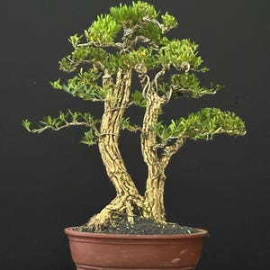 Boxus harlandii tree bonsai medium size-  riel pict