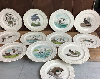 12 Birds of America Dinner Plates Delano Studios Hand Colored Embossed Rims 10.5
