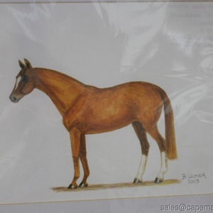 Horse Print Chestnut Light Brown Show Horse Signed Matted White Back Socks