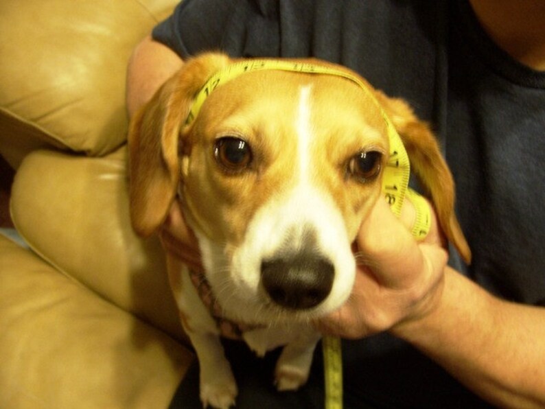 Crochet Dog Hats With Matching Owners Hat. Hand Made by Etsy