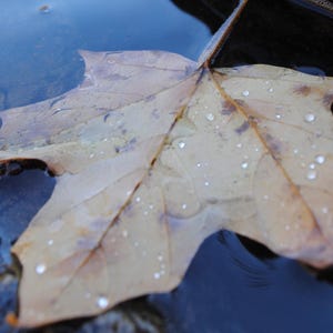 Puede incluir: Primer plano de una hoja de arce flotando en el agua. La hoja es de color marrón claro con venas visibles y gotas de agua. Roca oscura y texturizada y agua con burbujas en el fondo.