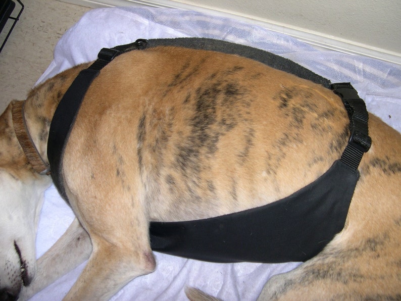 Op de afbeelding: Een zwart hondenharnas met een gevoerd borststuk en verstelbare banden. Het harnas is ontworpen om het gewicht gelijkmatig over de borst en schouders van de hond te verdelen.