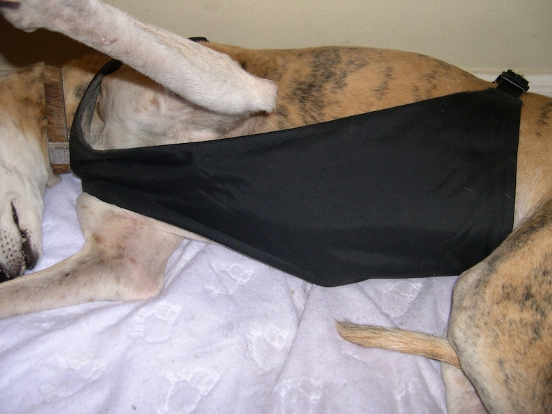 Greyhound Assistance Harness image 6