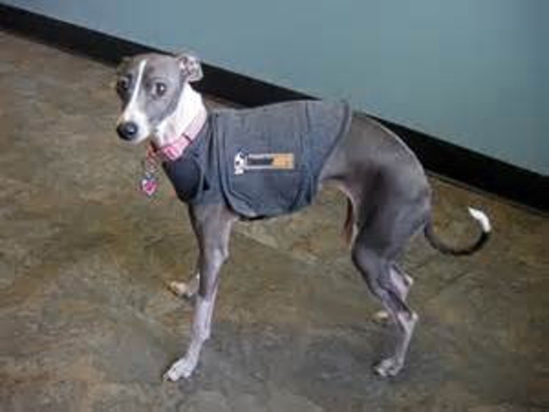 thundershirt for greyhounds