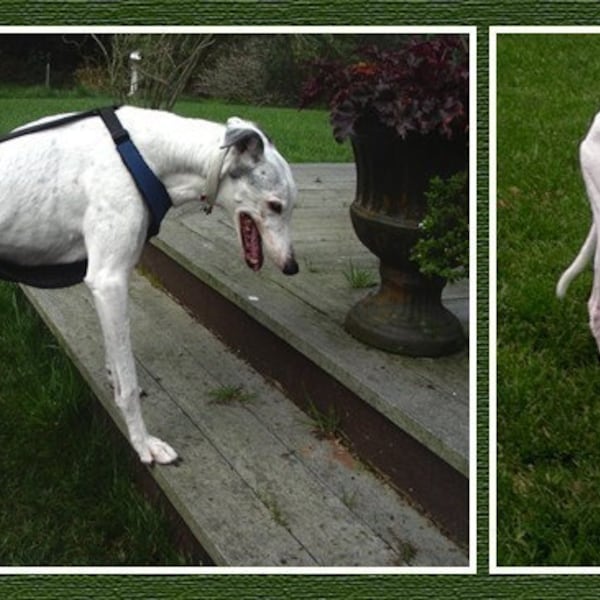 Greyhound Assistance Harness