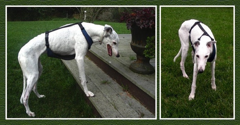 Op de afbeelding: Twee witte windhonden met zwarte harnassen met blauwe accenten. De ene hond staat op een houten dek, de andere op groen gras.