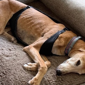 Op de afbeelding: Een bruine en witte hond met een zwart harnas en een grijze halsband met rode accenten ligt op een bruin, pluche bed.