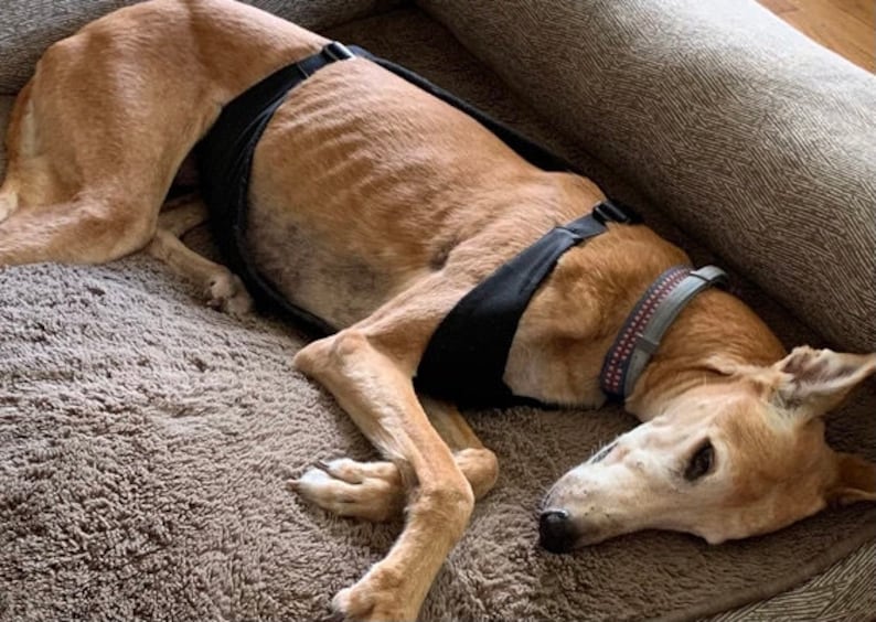 Op de afbeelding: Een bruine en witte hond met een zwart harnas en een grijze halsband met rode accenten ligt op een bruin, pluche bed.