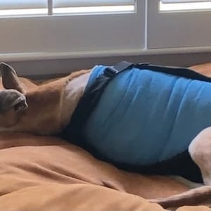 Op de afbeelding: Een tan en witte hond met een blauwe en zwarte herstelband ligt op een bruin bed.