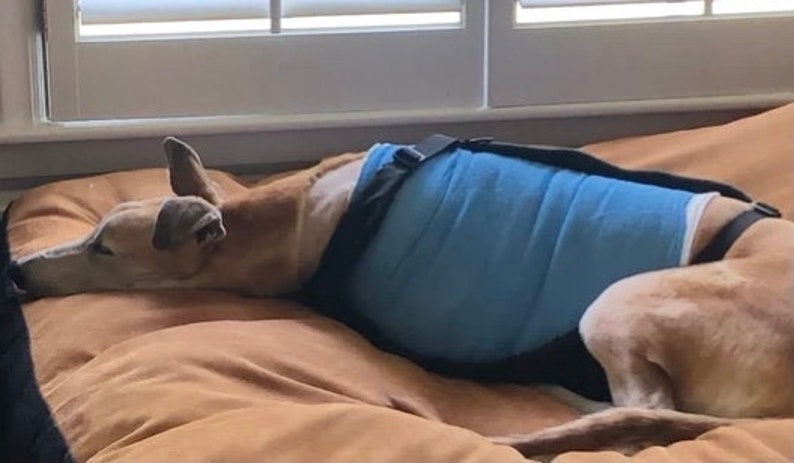 Op de afbeelding: Een tan en witte hond met een blauwe en zwarte herstelband ligt op een bruin bed.