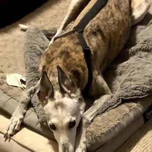 Op de afbeelding: Een bruine en witte hond met een zwart tuigje ligt op een grijs en wit hondenbed. De hond kijkt naar de camera.