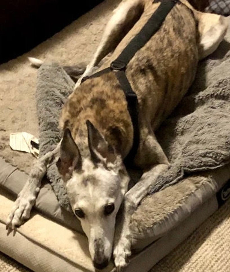 Op de afbeelding: Een bruine en witte hond met een zwart tuigje ligt op een grijs en wit hondenbed. De hond kijkt naar de camera.