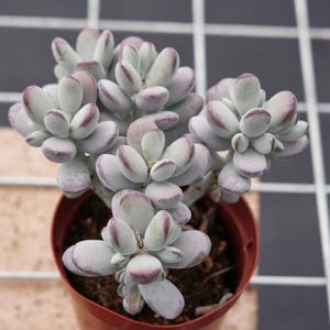 Cotyledon orbiculata | Sun-Loving  Plant, Live Plant, Easy Maintenance