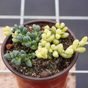 Corpuscularia lehmannii panaché | Plante qui aime le soleil, Plante vivante, Entretien facile