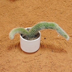 Sansevieria Fox Tail | Roślina lubiąca słońce, żywa roślina, łatwa w utrzymaniu