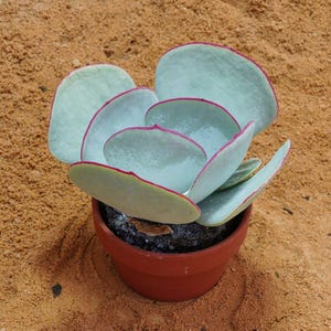 Cotyledon orbiculata Hakubi | Sun-Loving  Plant, Live Plant, Easy Maintenance