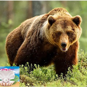 Cross-Stitch PATTERN, pdf download of Grizzly Bear, diy project, easy, gift ideas, wildlife