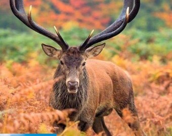Cross-Stitch PATTERN for Huge Deer, digital download, PDF download, antlers, hunting, gift for men, diy project, gift ideas, autumn