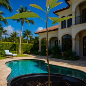 ORGANIC AVOCADO TREE well started