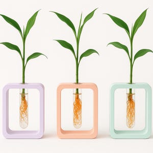 May include: Three square-framed vases in pastel shades: lavender, peach, and mint green. Each vase holds a clear glass tube with a green plant and orange roots. The plants have long green leaves.