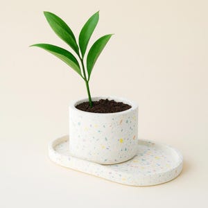 Könnte beinhalten: Ein kleiner, weißer Terrazzo-Pflanztopf mit passendem ovalem Tablett. Der Topf enthält eine kleine grüne Pflanze mit langen, schlanken Blättern. Das Terrazzo-Design weist farbige Tupfen in Blau, Gelb und Lila auf. Das Set steht auf einem hellbeigen Hintergrund.