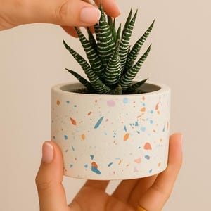 May include: A small, round, white planter with a colorful terrazzo design, holding a green and white striped succulent plant. The planter is held by two hands. The succulent has sharp, pointed leaves.