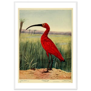 Vintage Scarlet Ibis