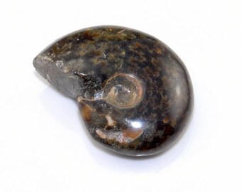 Unique One Whole Polished Ammonite Fossil Cabochon AM2B168086