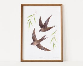 Swifts Giclée Art Print | Signed Print of Original Painting, A4 | British Wildlife Illustration