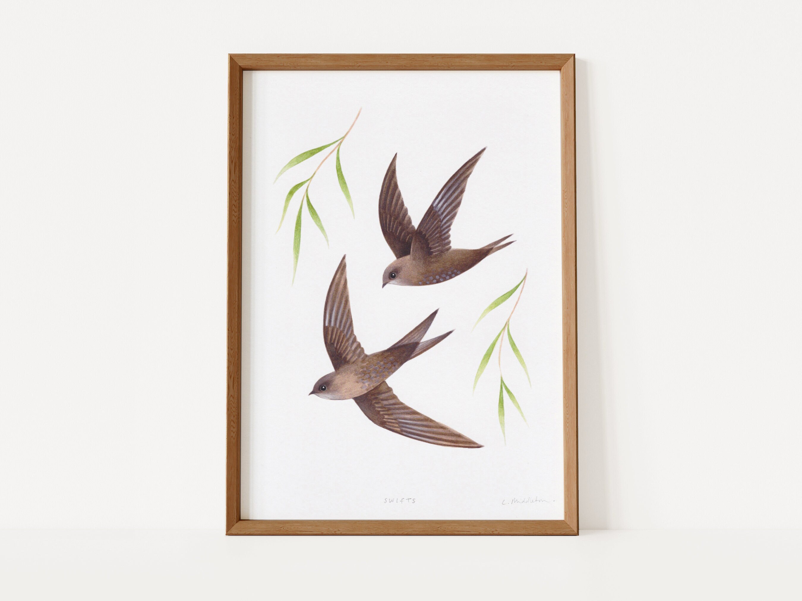 Swifts Giclée Art Print | Signed Print of Original Painting, A4 | British Wildlife Illustration