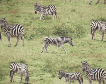 Zebras in the Wild Born Free Print Pure Cotton Fabric--By the Yard