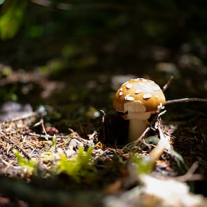 8x10 print of a forest mushroom