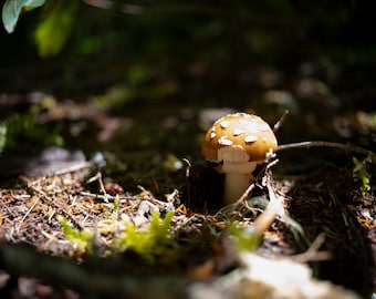 8x10 print of a forest mushroom