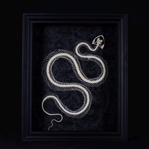 Gerahmte Schlange mit schwarzem ornamentalem Hintergrund | Original Kunstwerk | Ethische Insektenkunst | Kuriosum-Wand-Dekor