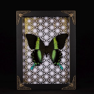 Framed Papilio Blumei with Gold Pattern Background | Ethical Insect Art | Curiosity Wall Decor