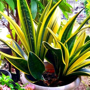 Sansevieria seed - Etsy sterreich