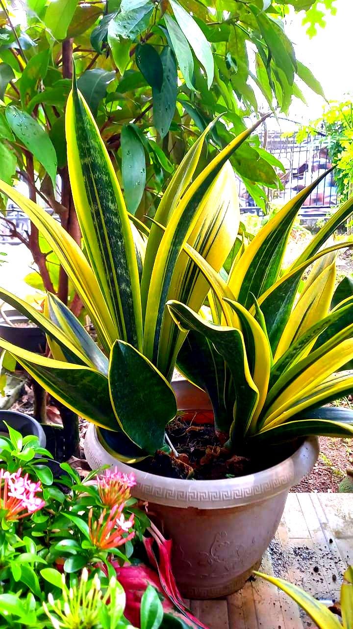 優*界様 サンスベリア バードビーク Yahoo!オークション - サンスベリア・バードビーク Sansevieria